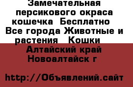 Замечательная персикового окраса кошечка. Бесплатно - Все города Животные и растения » Кошки   . Алтайский край,Новоалтайск г.